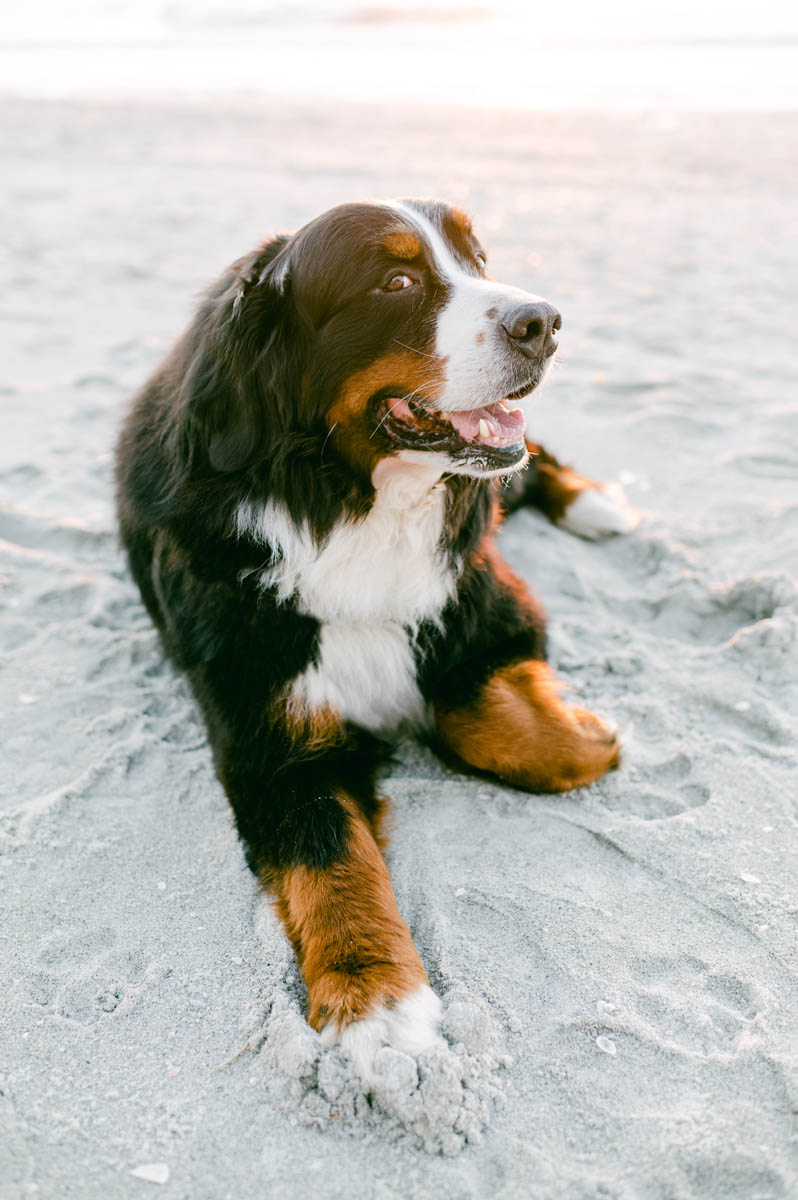 Bernese Mountain Dog