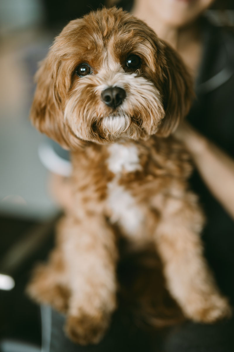 cute doggie at W Hotel wedding