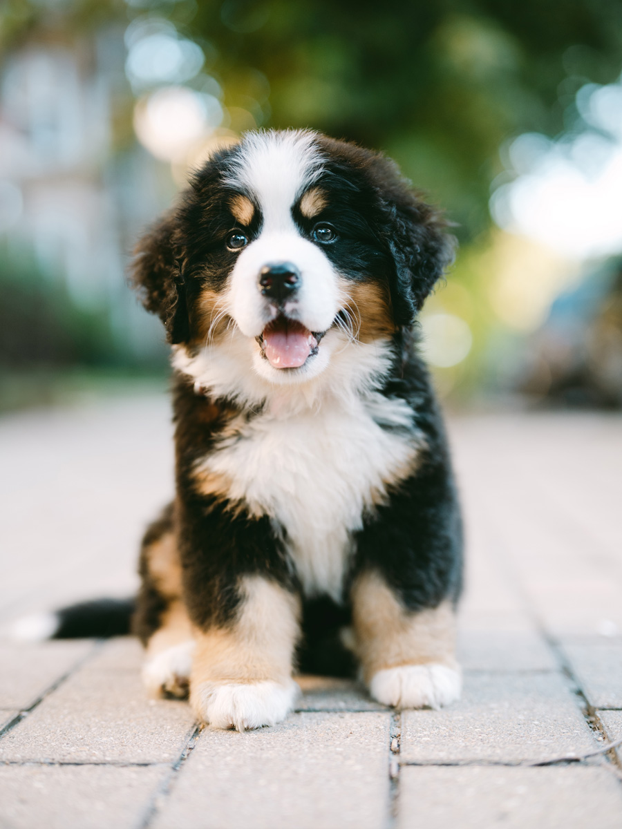 adorable bernese mountain dog puppy