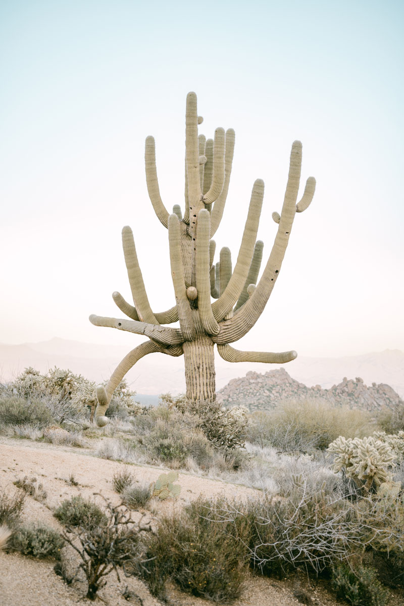 arizona desert cactus