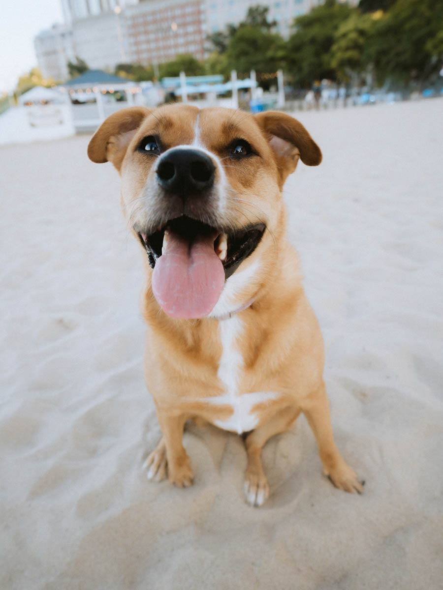 Dog engagement shoot at Oak Street Beach